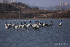 草海45平方公里只剩5平方